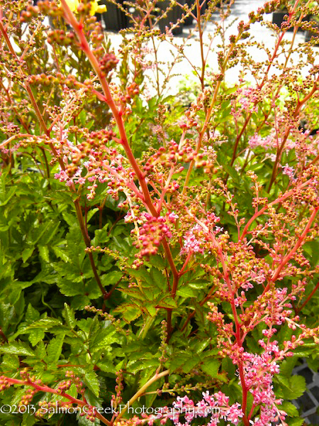 Astilbe Flamingo