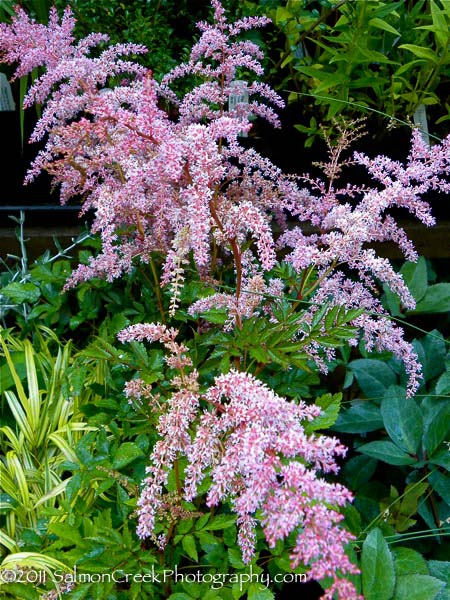 Astilbe Flamingo