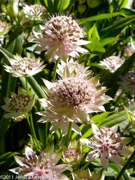 Astrantia major ‘Buckland’