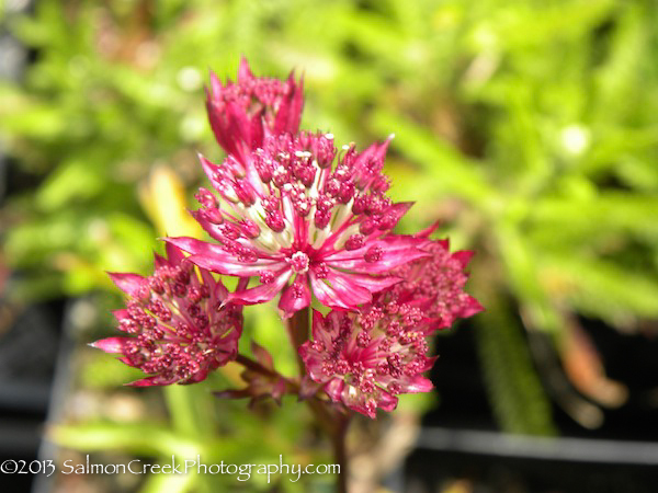 Astrantia major ‘Claret’