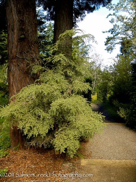 Azara microphylla ‘Variegata’