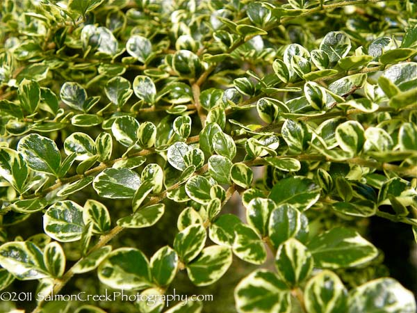 Azara microphylla Variegata