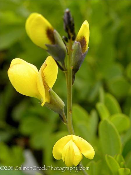 Baptisia ‘Solar Flare’