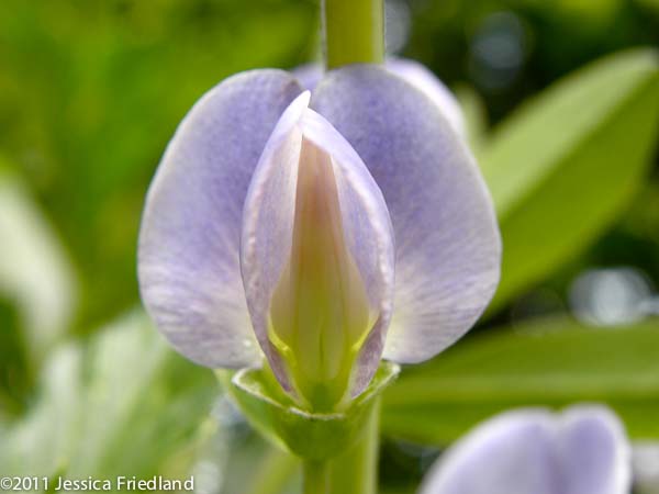 Baptisia x bicolor Starlite