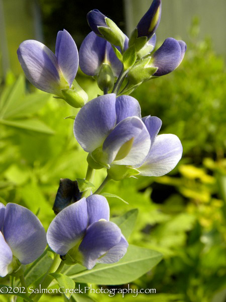 Baptisia x bicolor Starlite