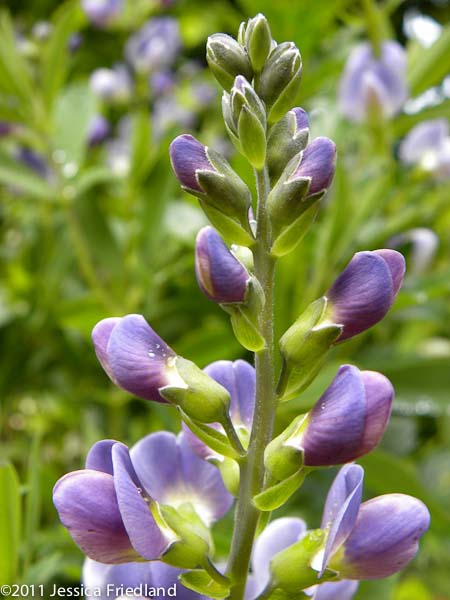 Baptisia x bicolor ‘Starlite’