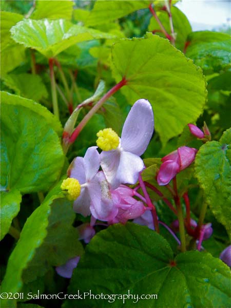 <i>Begonia grandis</i> ‘Herons Pirouette’