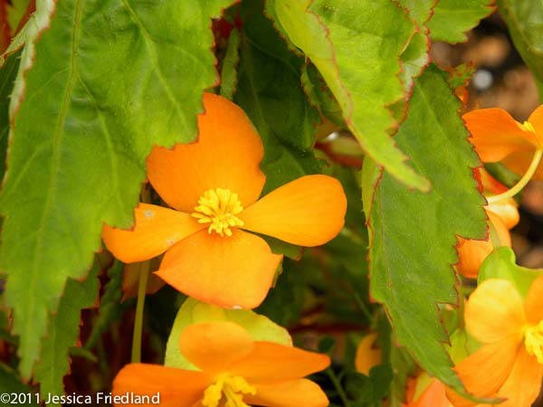 Begonia sutherlandii