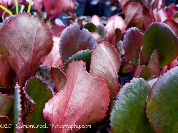 Bergenia Bressingham Ruby