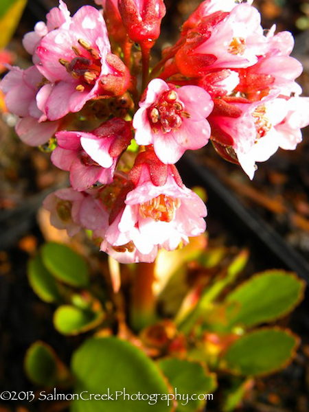 Bergenia ‘Magic Giant’