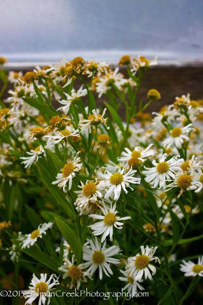 Boltonia asteroides Snowbank