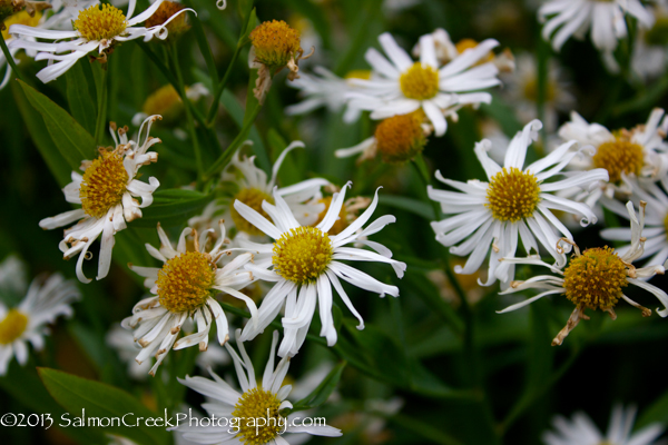 <i>Boltonia asteroides</i> ‘Snowbank’