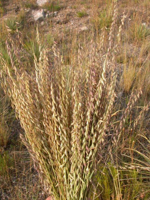 Bouteloua curtipendula