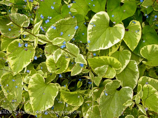 Brunnera macrophylla Dawsons White