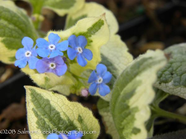 Brunnera macrophylla Dawsons White