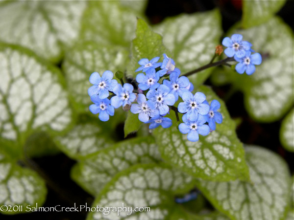 Brunnera macrophylla Jack Frost