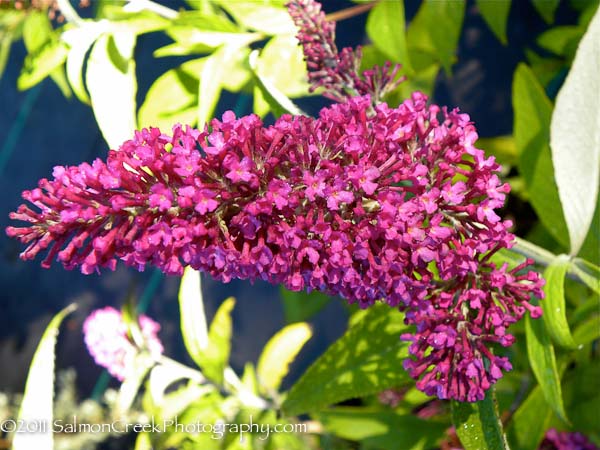 Image of Buddleja summer beauty bush in full bloom