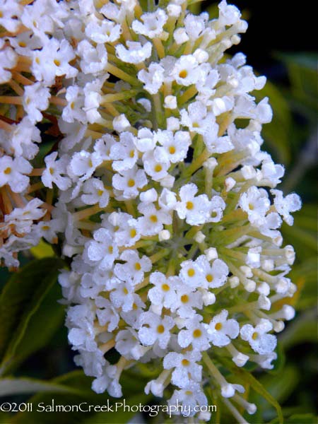 Buddleja davidii ‘White Profusion’