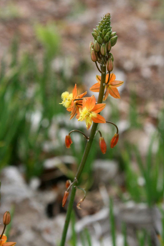 Bulbine frutescens