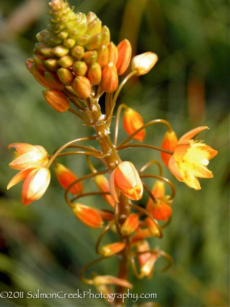 Bulbine frutescens