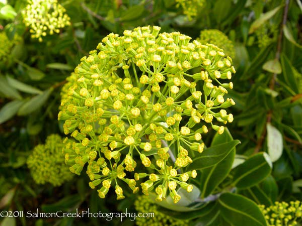 <i>Bupleurum fruticosum</i>