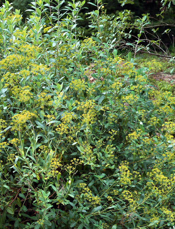 Bupleurum fruticosum