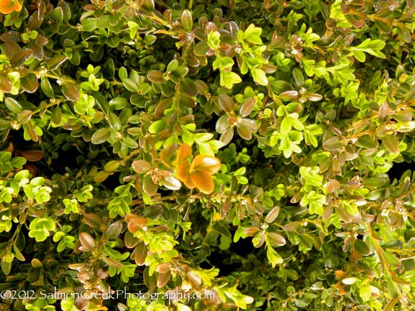 Buxus sinica var. insularis