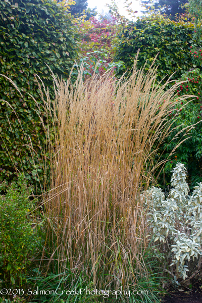 Calamagrostis acutiflora Karl Foerster