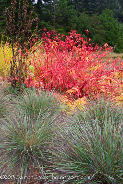 Calamagrostis foliosa