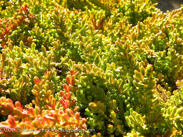 Calluna vulgaris Blazeaway