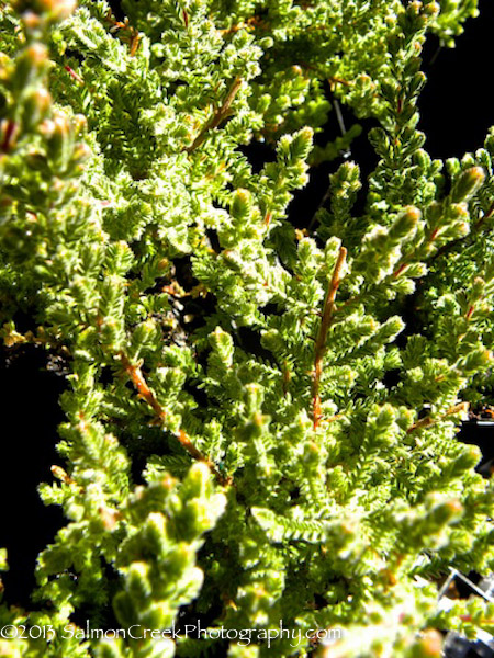 Calluna vulgaris ‘Dark Beauty’