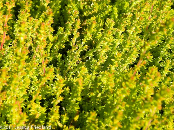 <i>Calluna vulgaris</i> ‘Firefly’