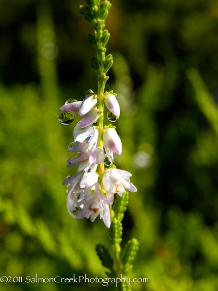 Calluna vulgaris Martha Herman