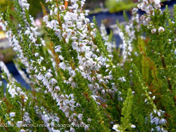 Calluna vulgaris ‘October White’