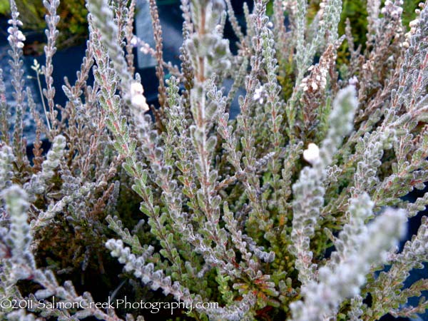 Calluna vulgaris ‘Silver Knight’