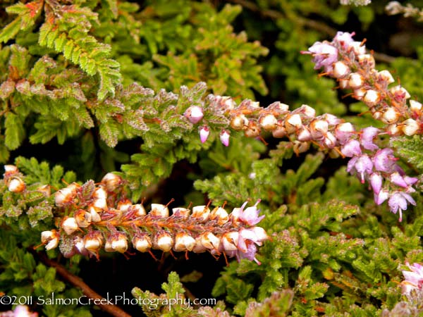 Calluna vulgaris ‘Sister Anne’