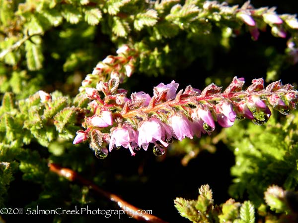 Calluna vulgaris Sister Anne