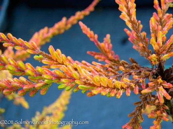 Calluna vulgaris Wickwar Flame