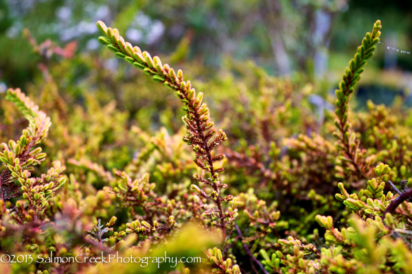 Calluna vulgaris Wickwar Flame