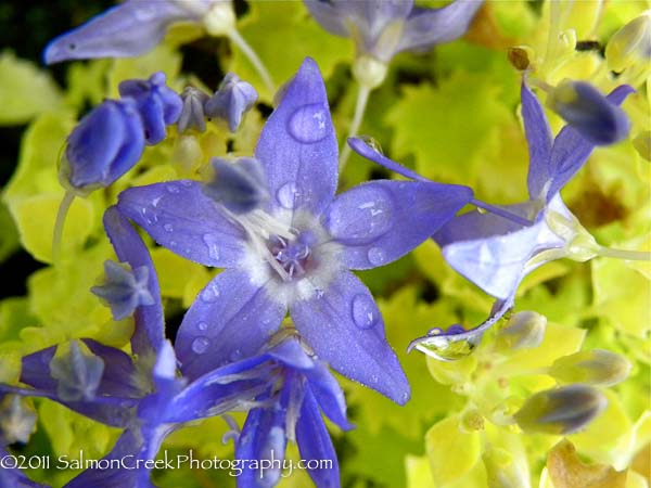 Campanula garganica ‘Dickson’s Gold’