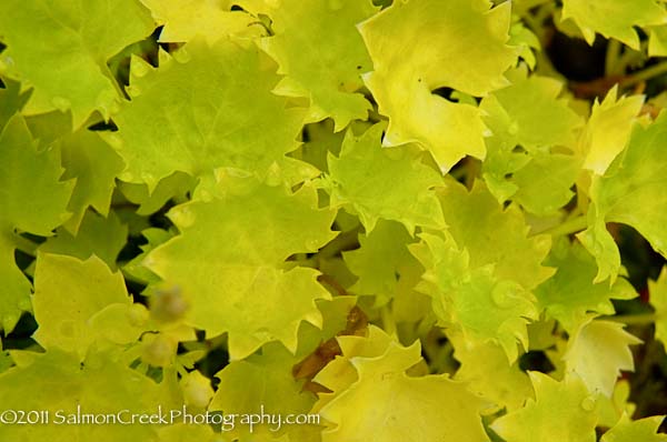 Campanula garganica Dickson’s Gold