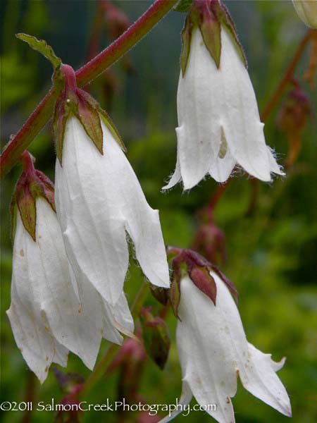 Campanula.php