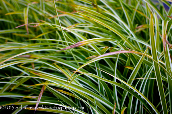 Carex morrowii Ice Dance