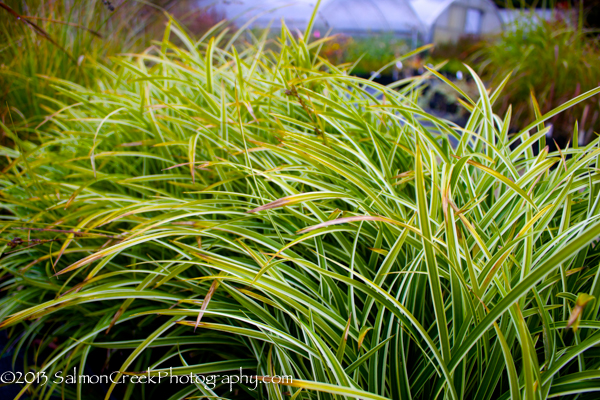 Carex morrowii ‘Ice Dance’