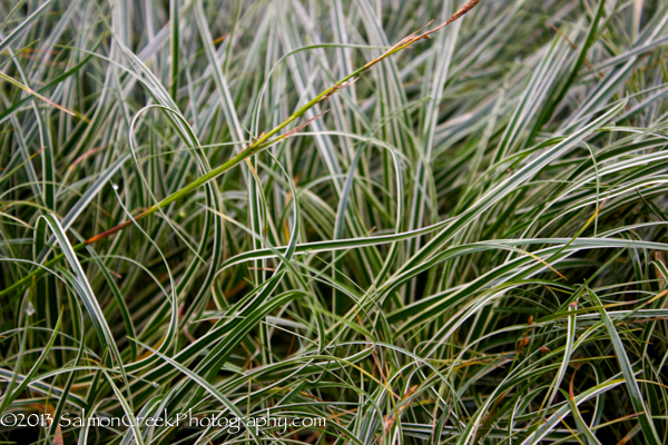 Carex conica ‘Snowline’