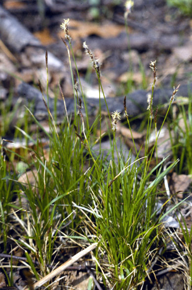 Carex pensylvanica