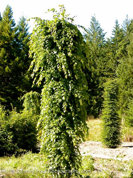 Carpinus betulus