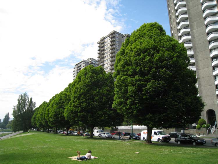 Carpinus betulus
