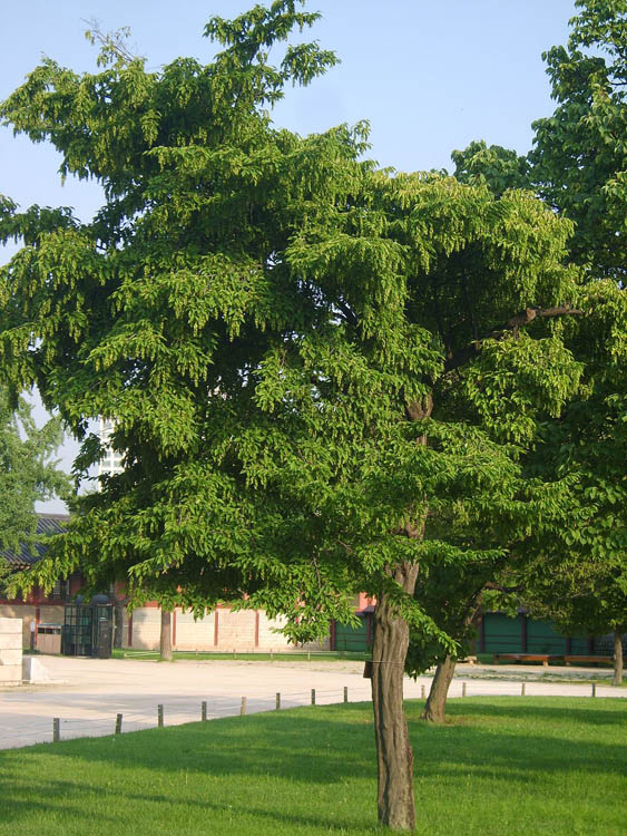 Carpinus laxiflora