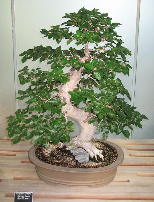 Carpinus coreana